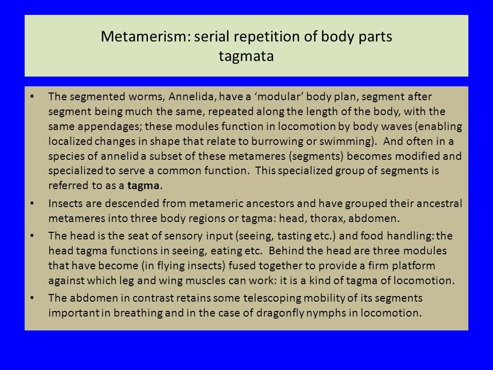 The serial repetition of body parts is called